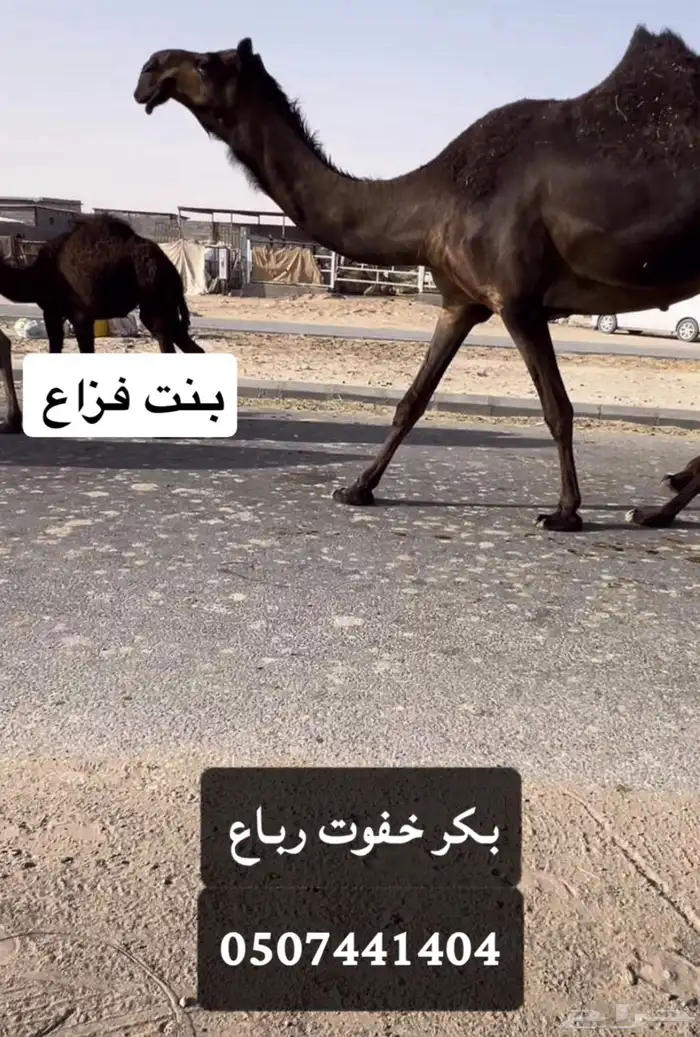 للبيع خفوت ضروبه 0