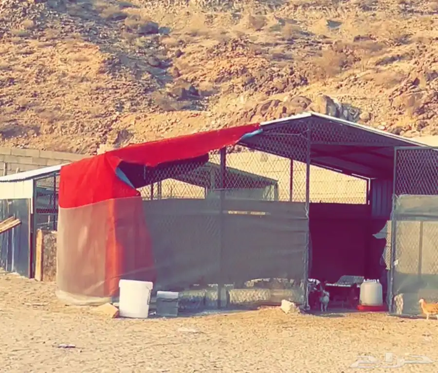 شبوك 4 4 ومطارة 4 ونص طن للبيع مع الدجاج 1