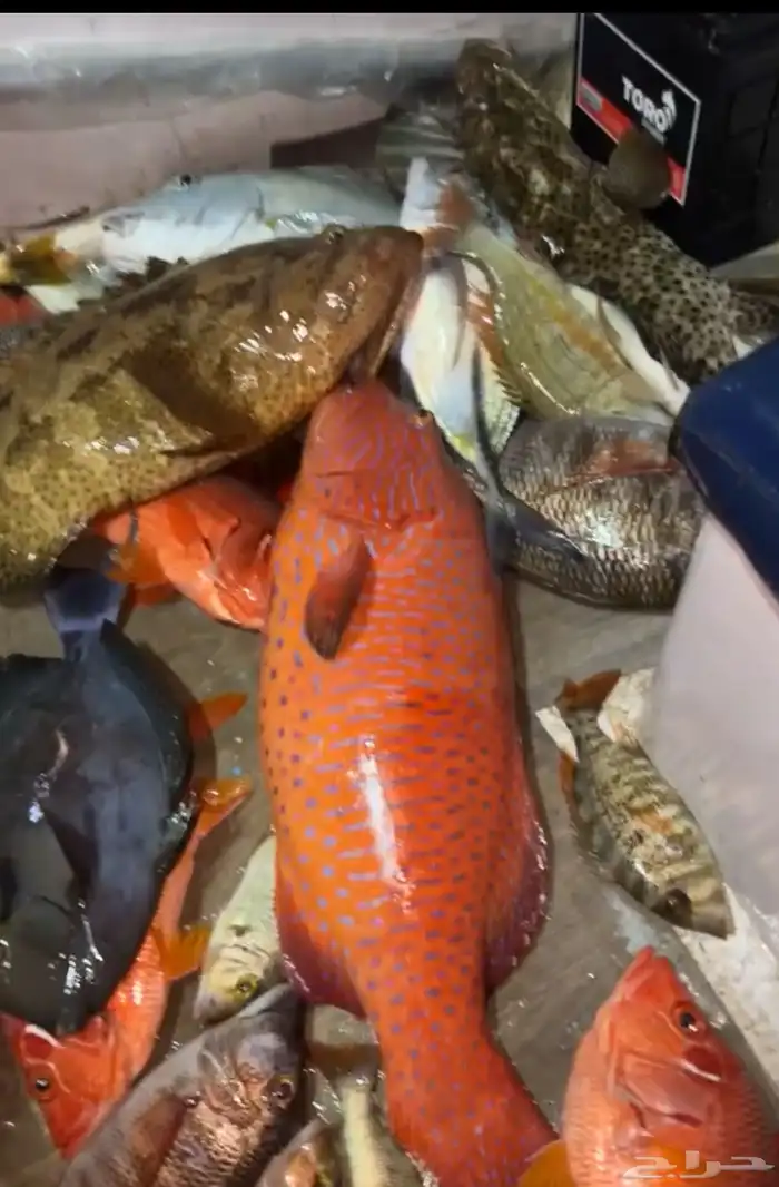 رحلات بحرية الرايس 0