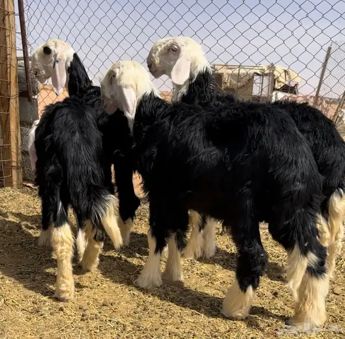 طليان نجد خصم مشاريع 4