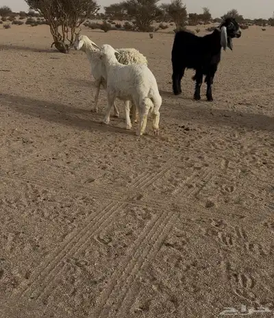 طلي 2