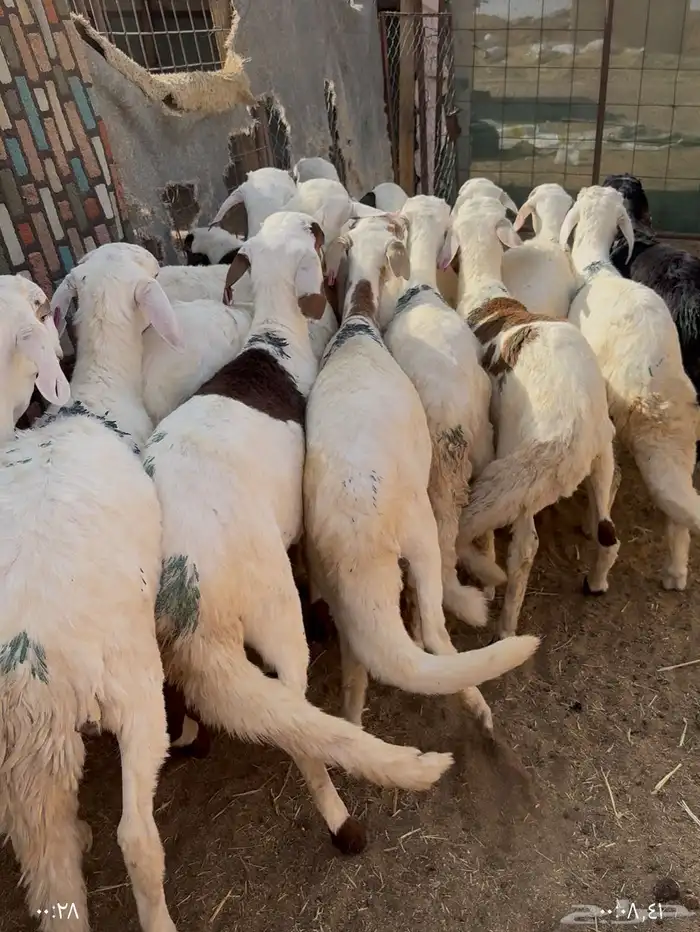 سواكن طيبه مرابي شحم 0