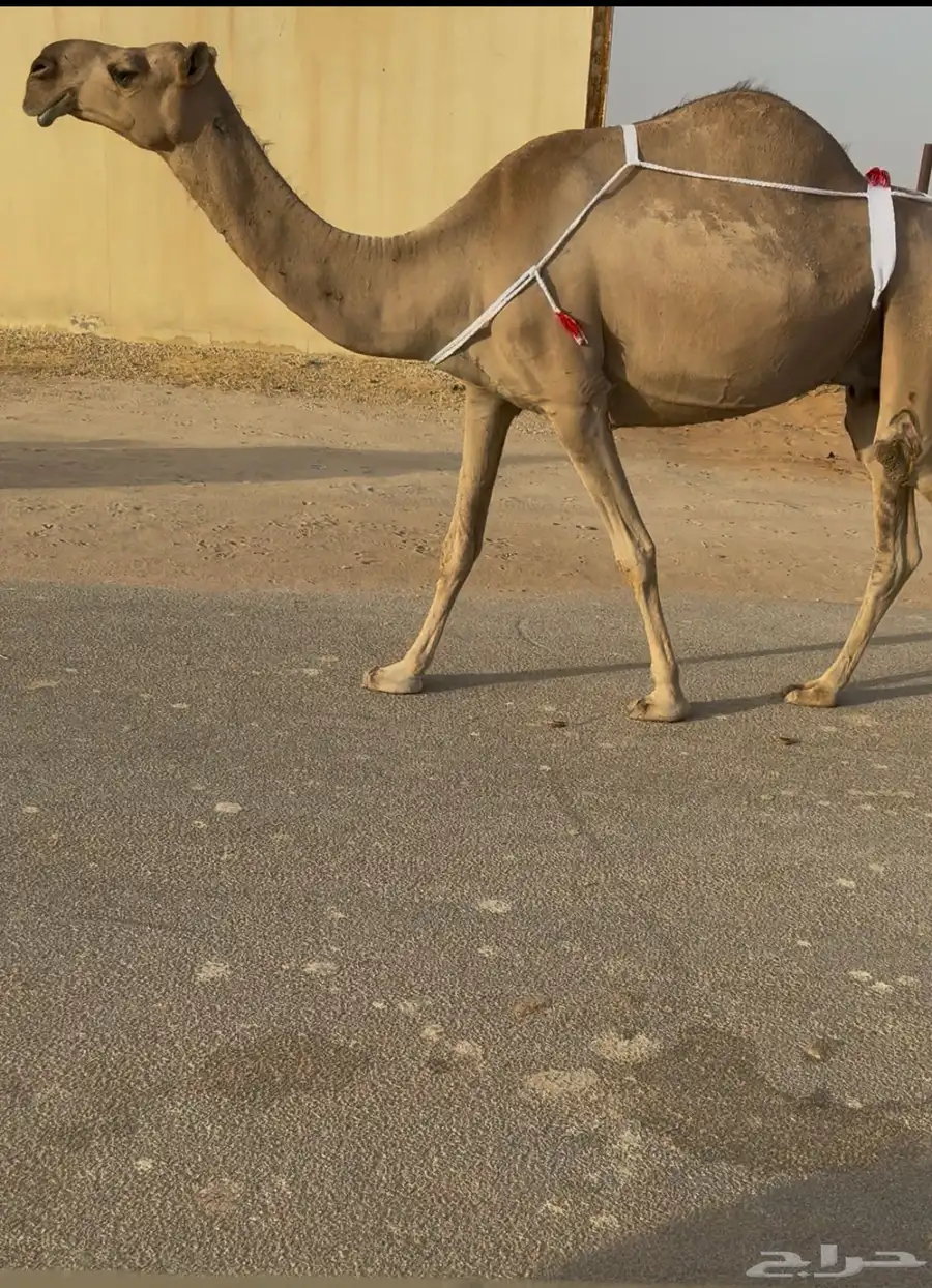 للبيع الخفوت الكفو 2