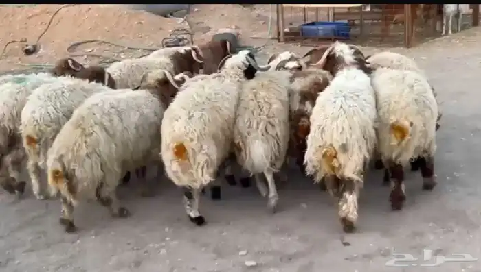 للبيع ذبايح عزايم ومناسبات 0