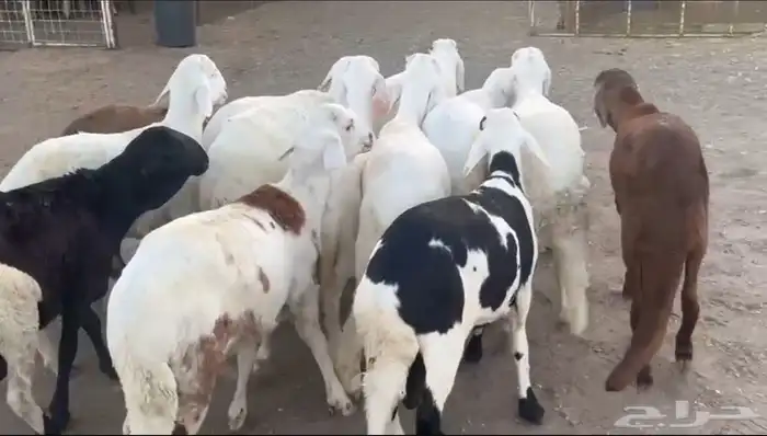 للبيع ذبايح عزايم ومناسبات 5