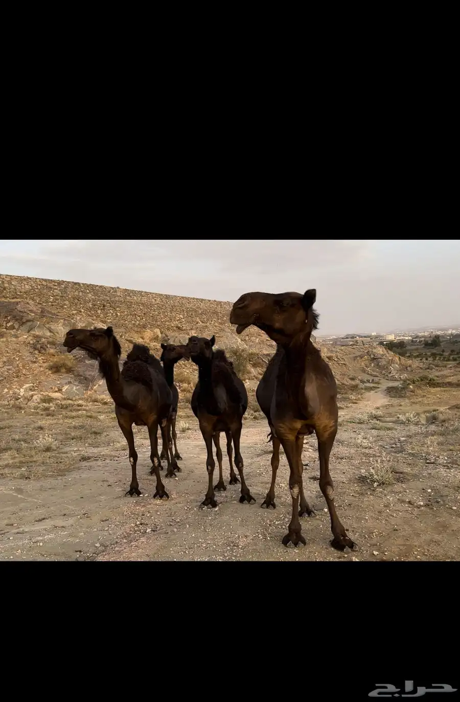 ابل مجاهيم فوق الكفو 1