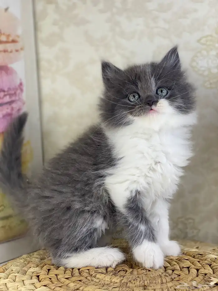 قطط سكوتش فولد قطط باندا قطط بيكي فيس هاف بيكي بيرشن قطه قط 11