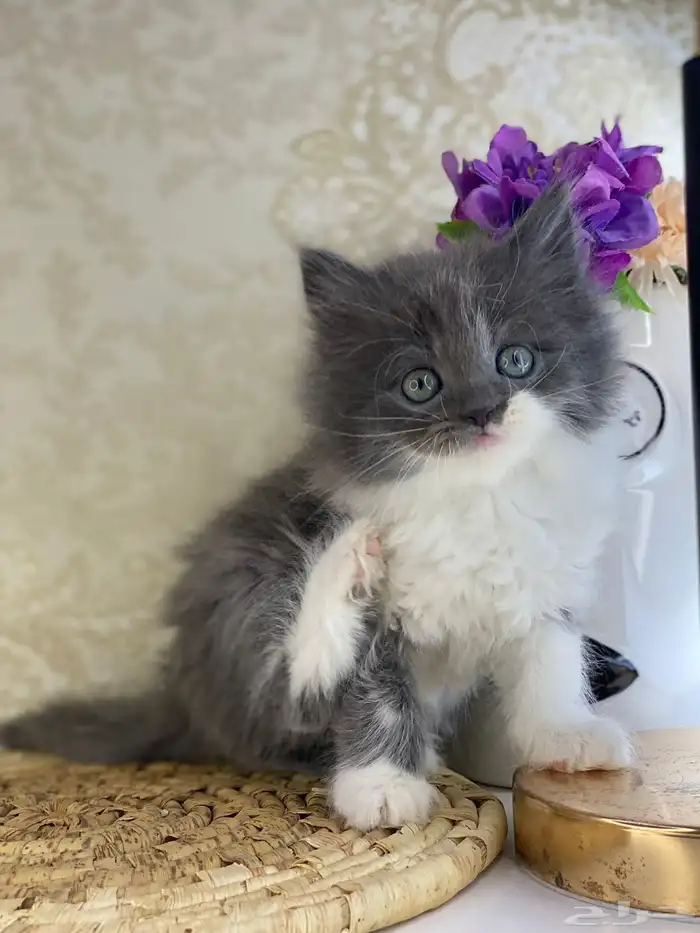 قطط سكوتش فولد قطط باندا قطط بيكي فيس هاف بيكي بيرشن قطه قط 10