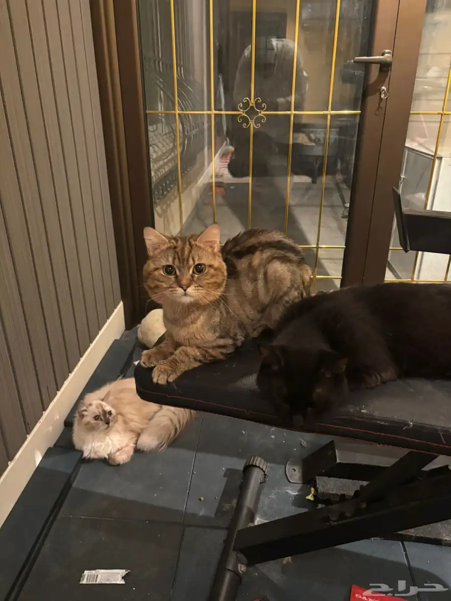 Five Healthy  Trained Cats Full set of supplies-Urgent Sale 7