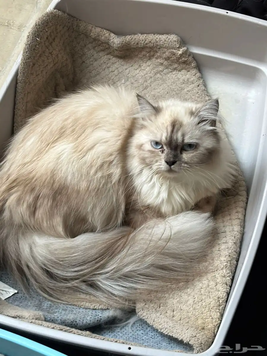 Five Healthy  Trained Cats Full set of supplies-Urgent Sale 2