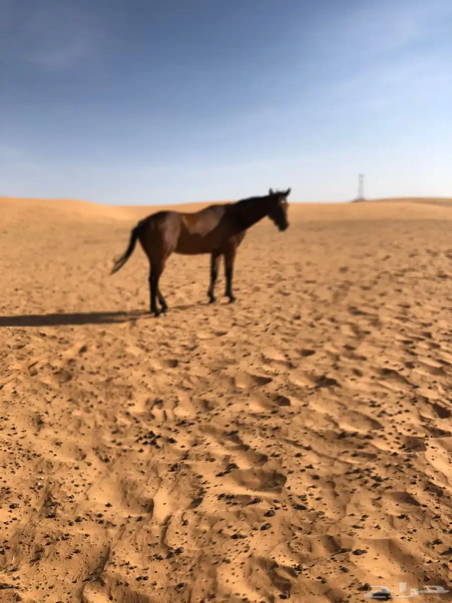 فرس للبيع او البدل 2