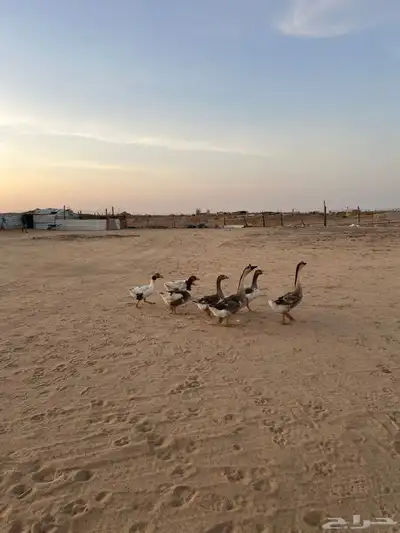 وز عراقي 3