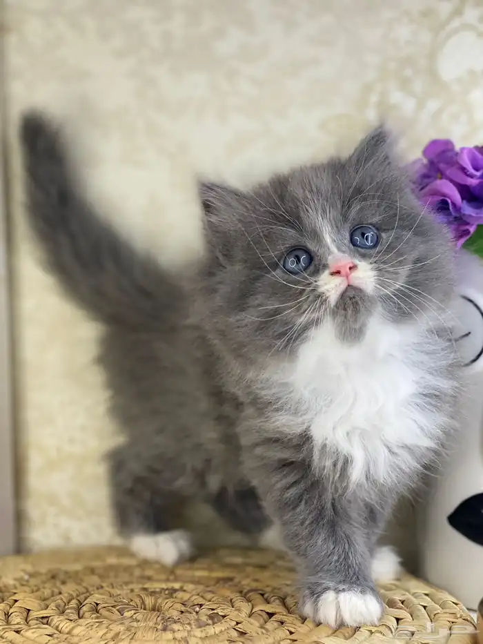 قطط سكوتش فولد قطط باندا قطط بيكي فيس هاف بيكي بيرشن قطه قط 9