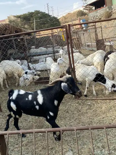 تيس فحل شرط سنه سديس 2