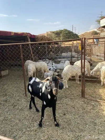 تيس فحل شرط سنه سديس 3
