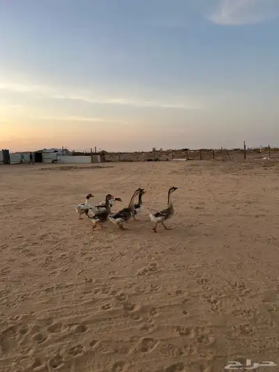وز عراقي 2