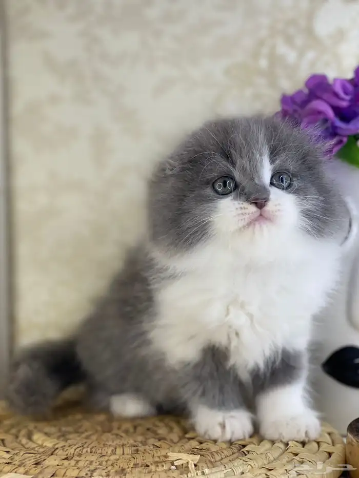 قطط سكوتش فولد قطط باندا قطط بيكي فيس هاف بيكي بيرشن قطه قط 7