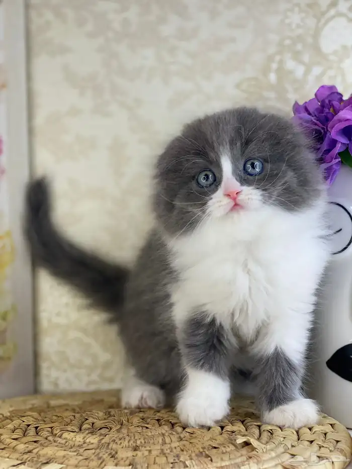 قطط سكوتش فولد قطط باندا قطط بيكي فيس هاف بيكي بيرشن قطه قط 1