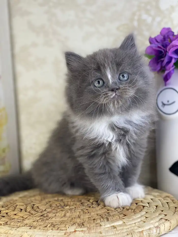 قطط سكوتش فولد قطط باندا قطط بيكي فيس هاف بيكي بيرشن قطه قط 5