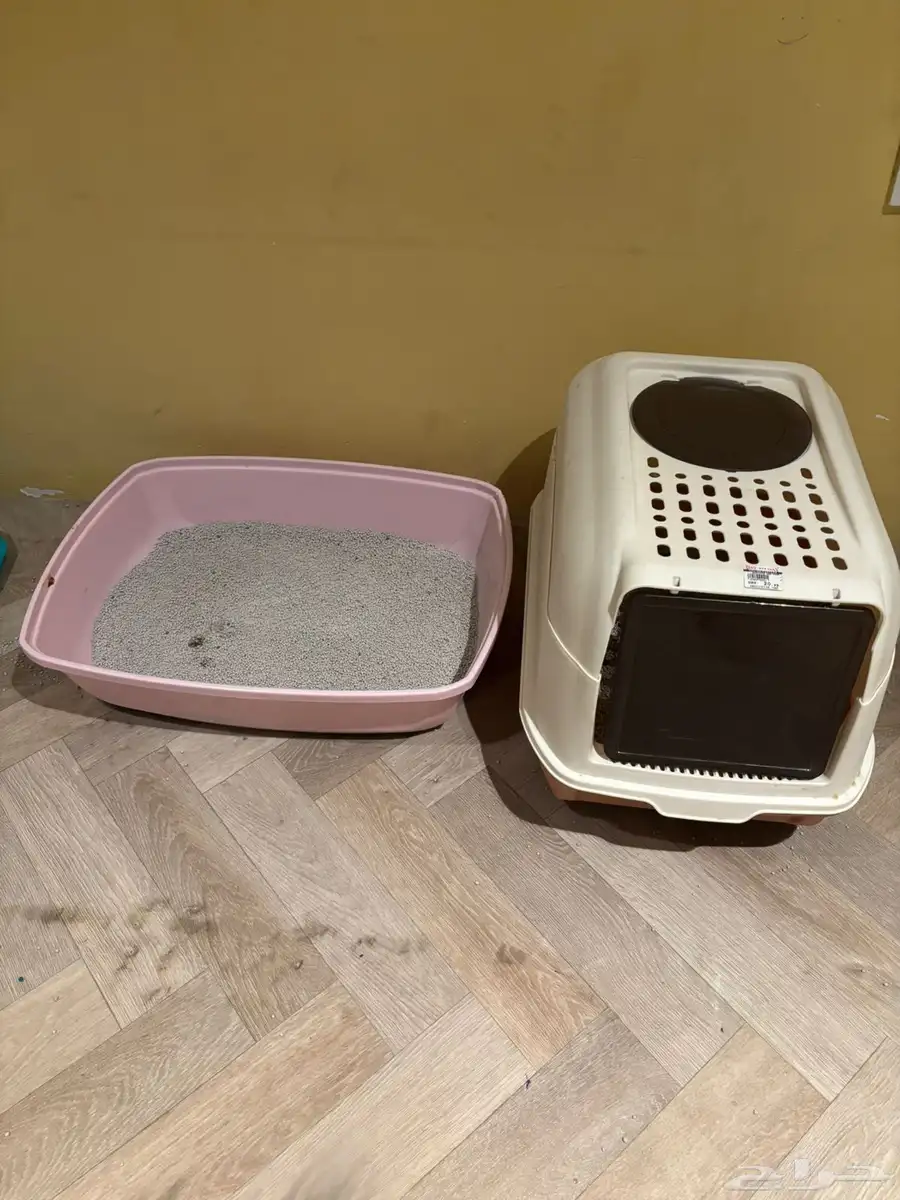 Five Healthy  Trained Cats Full set of supplies-Urgent Sale 9