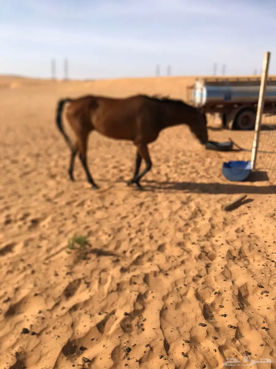 فرس للبيع او البدل 0