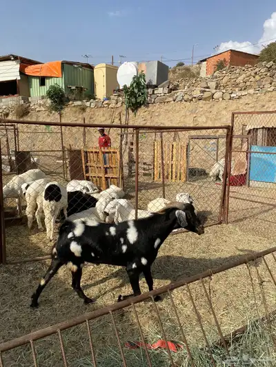 تيس فحل شرط سنه سديس 4