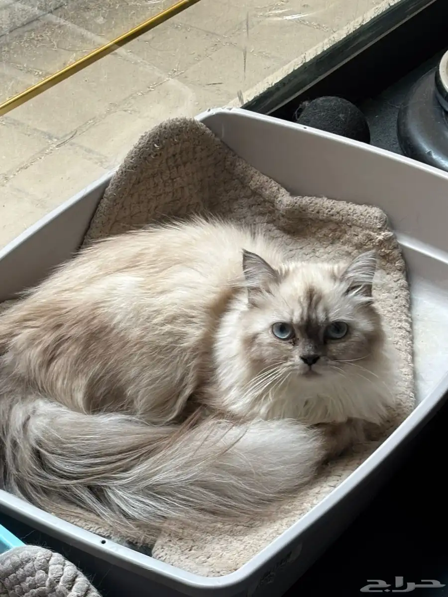 Five Healthy  Trained Cats Full set of supplies-Urgent Sale 3