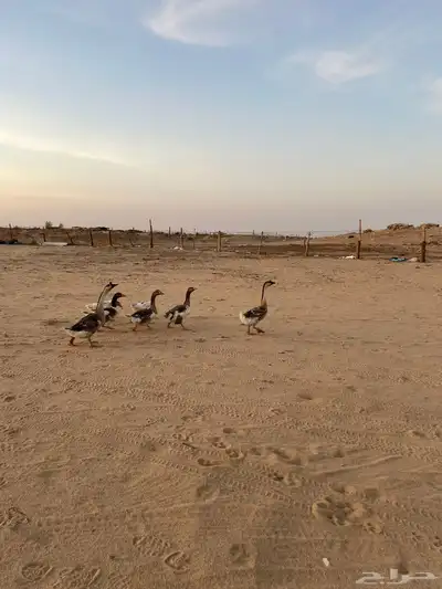 وز عراقي 1