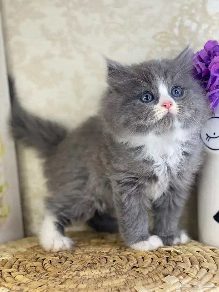 قطط سكوتش فولد قطط باندا قطط بيكي فيس هاف بيكي بيرشن قطه قط 2