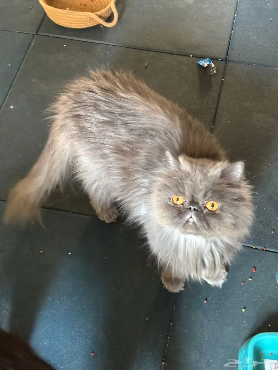 Five Healthy  Trained Cats Full set of supplies-Urgent Sale 4