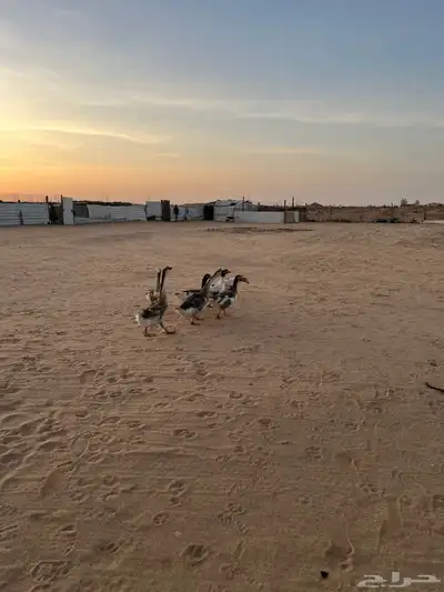 وز عراقي 4
