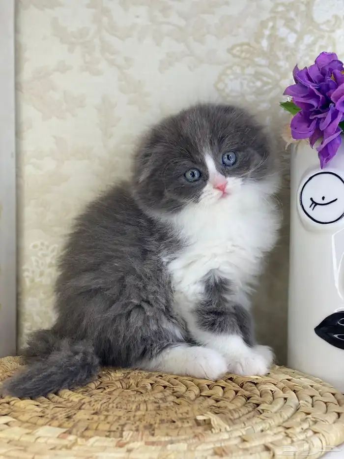 قطط سكوتش فولد قطط باندا قطط بيكي فيس هاف بيكي بيرشن قطه قط 0