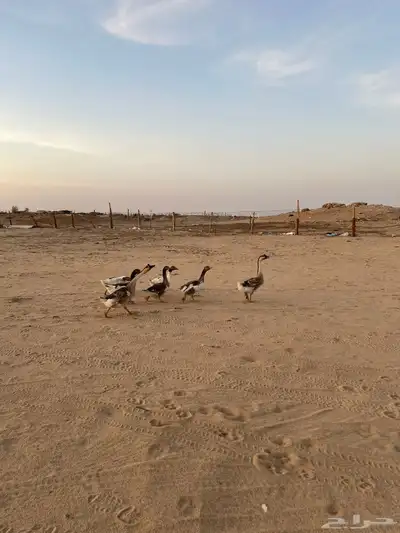 وز عراقي 0