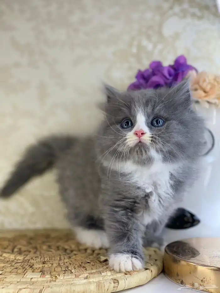 قطط سكوتش فولد قطط باندا قطط بيكي فيس هاف بيكي بيرشن قطه قط 3