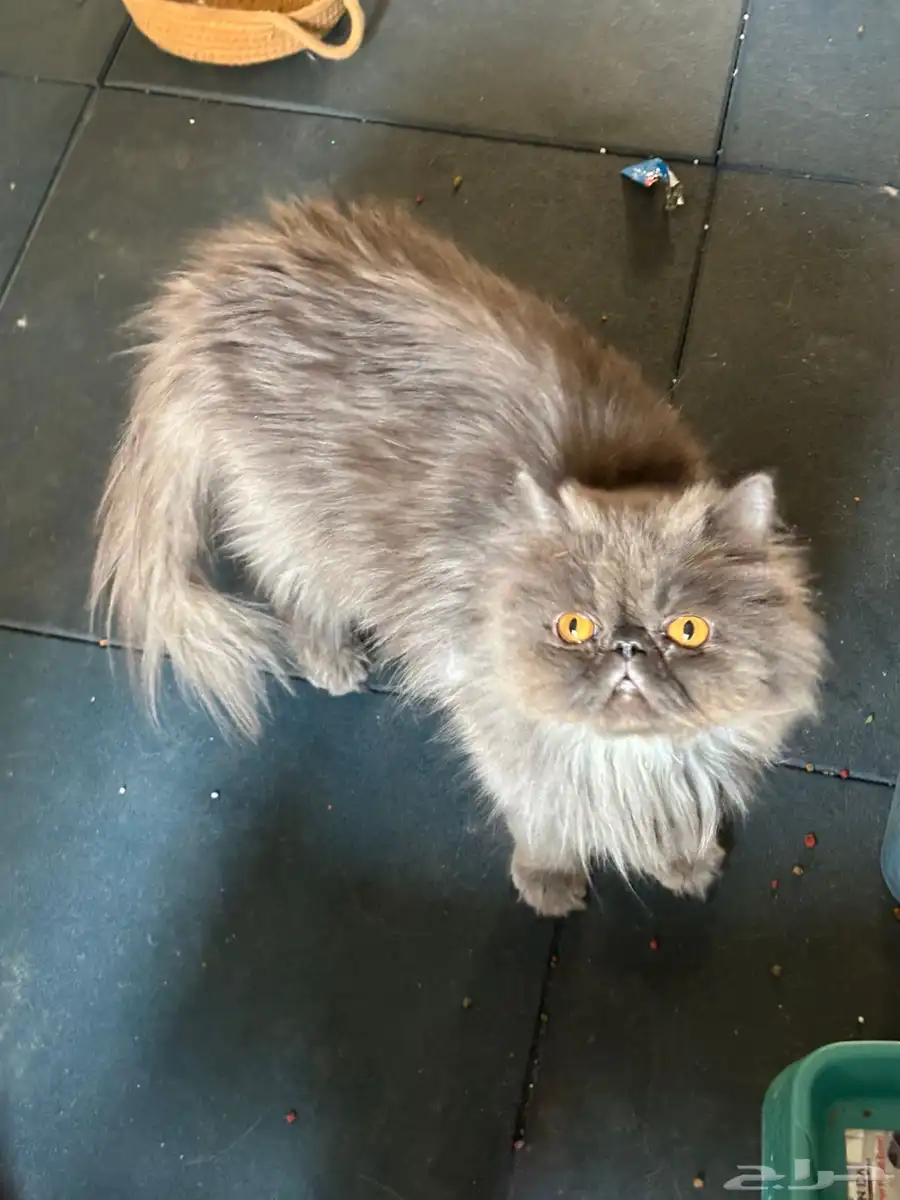 Five Healthy  Trained Cats Full set of supplies-Urgent Sale 5