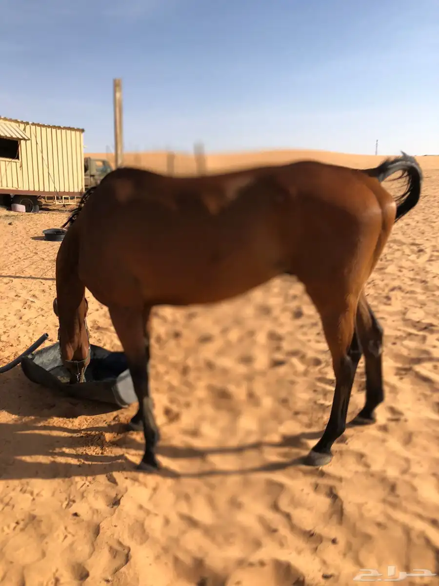 فرس للبيع او البدل 1