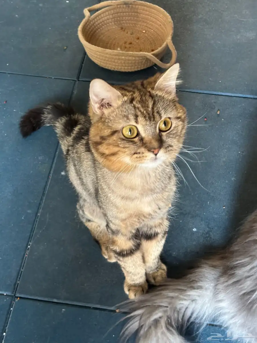 Five Healthy  Trained Cats Full set of supplies-Urgent Sale 1