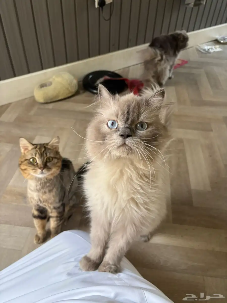 Five Healthy  Trained Cats Full set of supplies-Urgent Sale 0