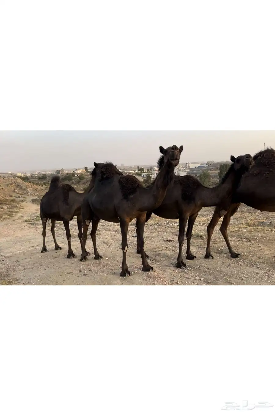 ابل مجاهيم فوق الكفو 0