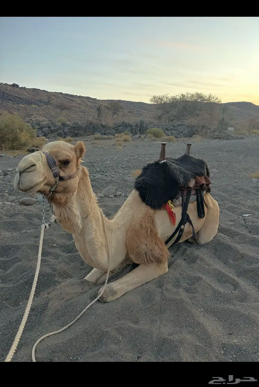 جمل حر طابع علا الشرط. سنه ثلاث ناب 0