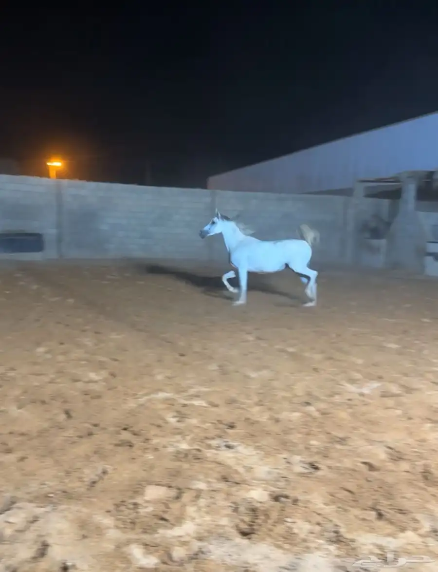 فرس شعبية 3