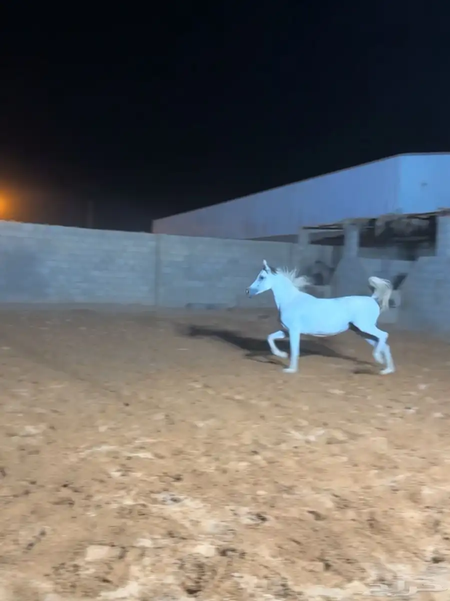 فرس شعبية 2