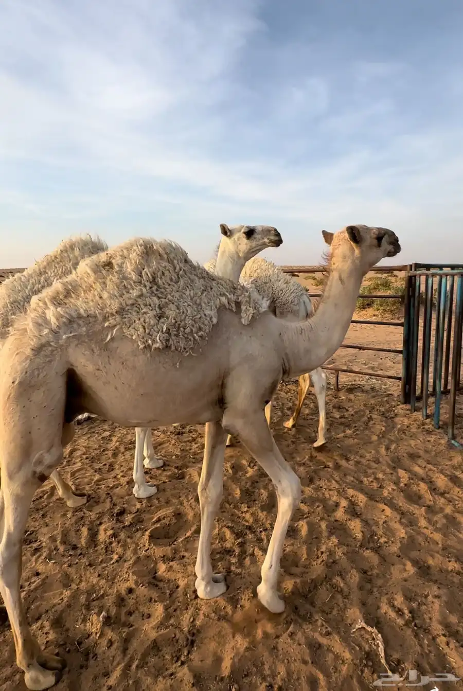 اربعة حشو اعمارهن ستة شهور 2