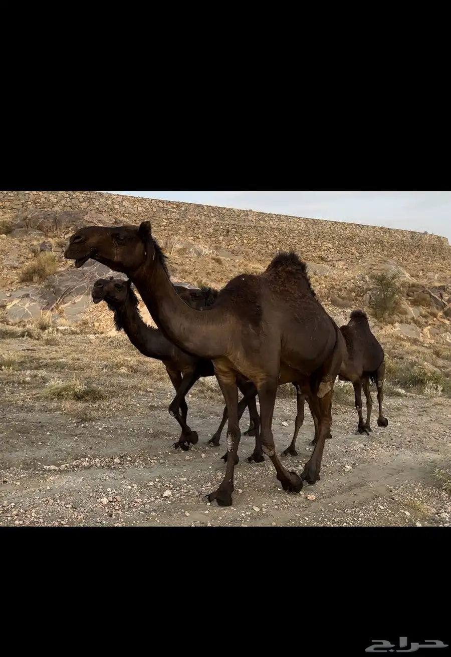 ابل مجاهيم فوق الكفو 3