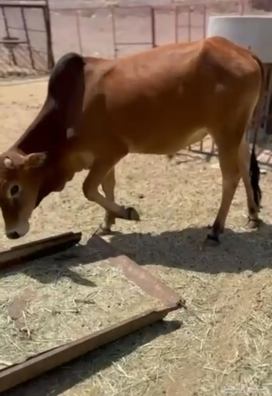 حسيل نظيف فل شحم سنتين عمره 1