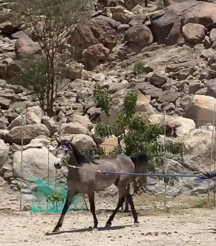 فرس جمال عربي اصيل بوراقها 1