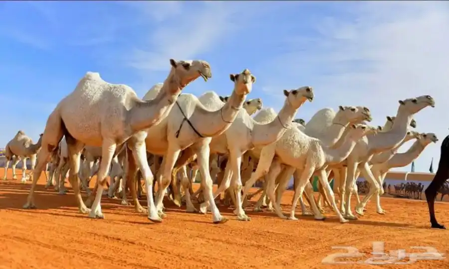 دلال في حراج البل رقم الجوال 0