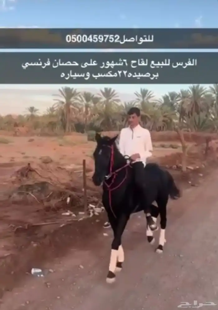 للبيع فرس فرنسي 4