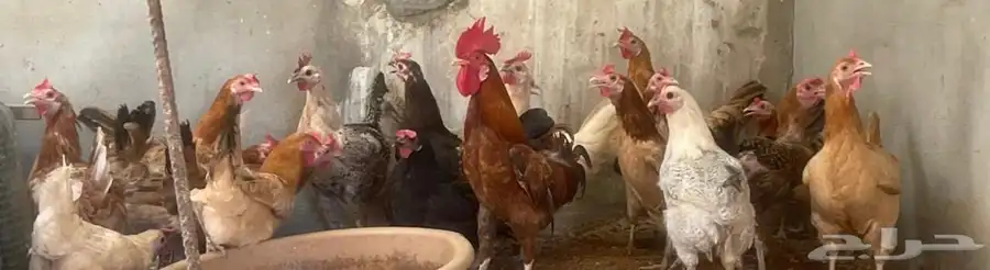 دجاج للبيع 2