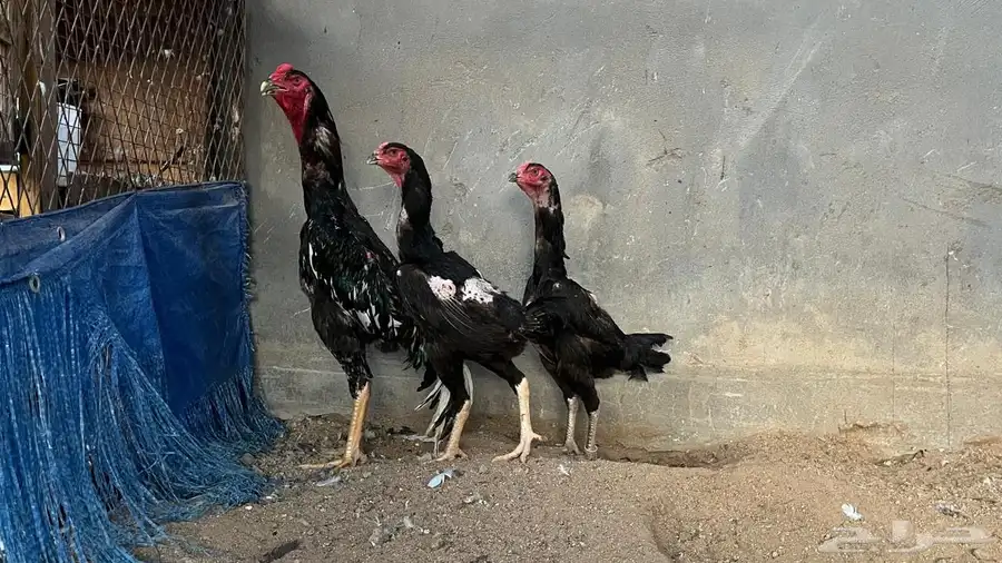 دجاج الاماني دم هزاز  وشامو يابني فروخ 3